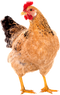 Hen High Quality PNG