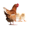 Hen PNG Clipart