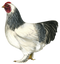 Hen PNG HD