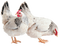 Hen PNG Photo