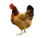 Hen PNG Pic