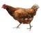 Hen PNG Picture