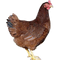 Hen Transparent