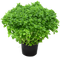 Herb Free PNG Image