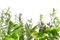 Herb PNG HD