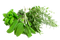 Herb PNG Image File