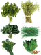 Herb PNG Images