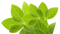 Herb PNG Picture