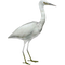 Heron PNG File