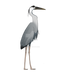 Heron PNG Free Image