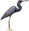 Heron PNG HD Image