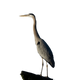 Heron PNG Image