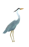 Heron PNG Pic