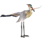 Heron PNG Picture