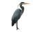 Heron PNG