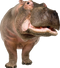 Hippo PNG Download Image