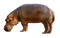 Hippo PNG File