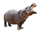 Hippo PNG Free Image