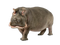 Hippo PNG Image File