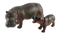 Hippo PNG Image