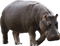 Hippo PNG Images