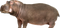 Hippo PNG Pic