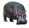 Hippo PNG