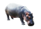 Hippo Transparent