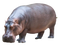 Hippo