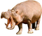 Hippopotamus PNG File