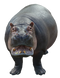 Hippopotamus PNG Image