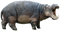 Hippopotamus PNG Picture