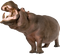 Hippopotamus PNG