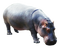 Hippopotamus