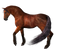 Horse PNG 2