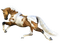 Horse PNG 3