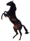 Horse PNG 4