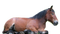 Horse PNG 5