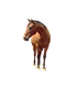 Horse PNG 6