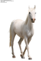 Horse PNG 7