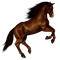 Horse PNG 8