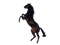 Horse PNG