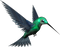 Hummingbird Free Download PNG