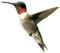 Hummingbird PNG File