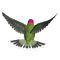 Hummingbird PNG HD