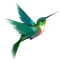 Hummingbird PNG Image