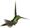 Hummingbird PNG