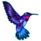 Hummingbird Tattoos PNG Pic