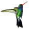 Hummingbird Transparent