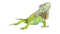 Iguana PNG Clipart